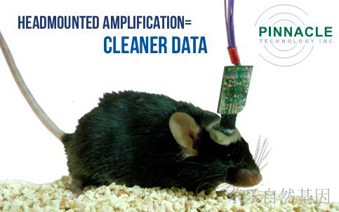 大小鼠脑电/肌电记录系统（FSCV/神经递质测量系统）