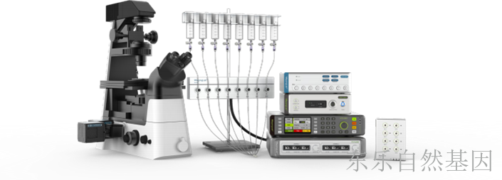细胞收缩与钙成像标测系统